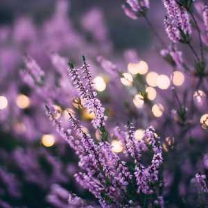 other-avalon-services